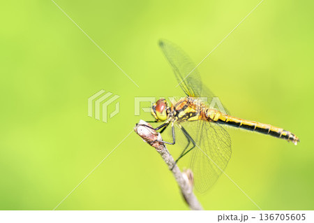 Side view of female Black Darter dragonfly (Sympetrum danae) perched on dry twig against blurred green background. Side view of female Black Darter dragonfly (Sympetrum danae) perched on dry twig against blurred green background. 136705605