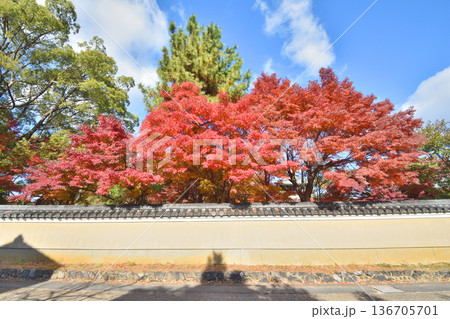 清凉寺の紅葉 清凉寺の紅葉 136705701