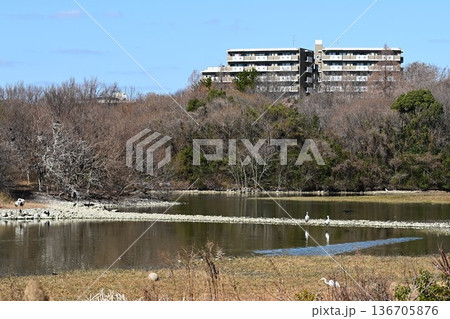 伊丹市昆陽池公園へ「幸せを運ぶ鳥」コウノトリ大量飛来 136705876