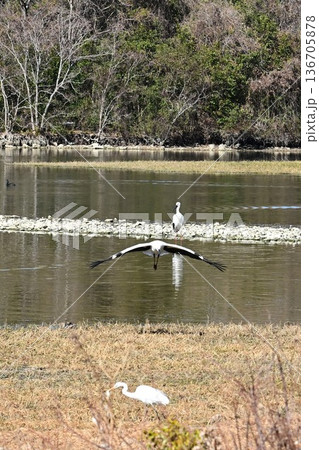 伊丹市昆陽池公園へ「幸せを運ぶ鳥」コウノトリ大量飛来 136705878
