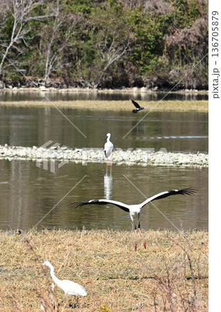 伊丹市昆陽池公園へ「幸せを運ぶ鳥」コウノトリ大量飛来 136705879