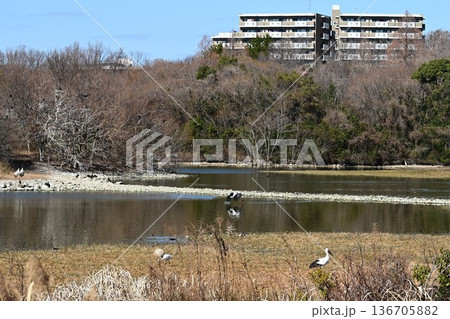伊丹市昆陽池公園へ「幸せを運ぶ鳥」コウノトリ大量飛来 136705882