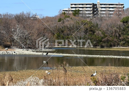 伊丹市昆陽池公園へ「幸せを運ぶ鳥」コウノトリ大量飛来 伊丹市昆陽池公園へ「幸せを運ぶ鳥」コウノトリ大量飛来 136705883