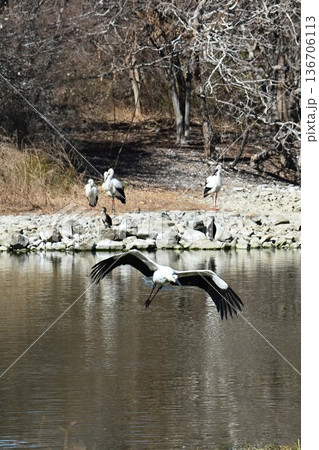 伊丹市昆陽池公園へ「幸せを運ぶ鳥」コウノトリ大量飛来 136706113