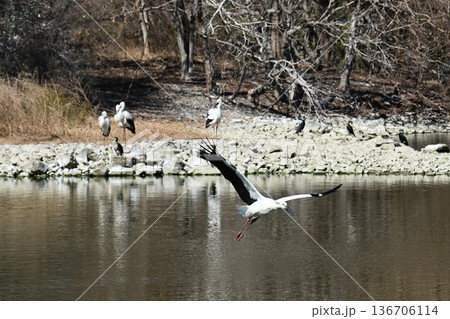 伊丹市昆陽池公園へ「幸せを運ぶ鳥」コウノトリ大量飛来 136706114