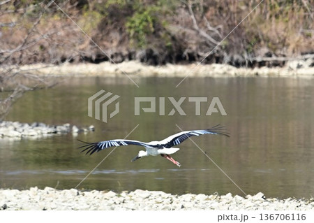 伊丹市昆陽池公園へ「幸せを運ぶ鳥」コウノトリ大量飛来 136706116