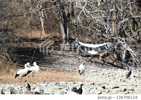伊丹市昆陽池公園へ「幸せを運ぶ鳥」コウノトリ大量飛来 136706118