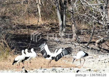 伊丹市昆陽池公園へ「幸せを運ぶ鳥」コウノトリ大量飛来 136706120
