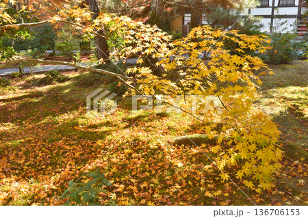 清凉寺の紅葉 136706153