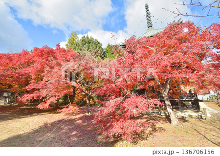 清凉寺の紅葉と多宝塔 136706156