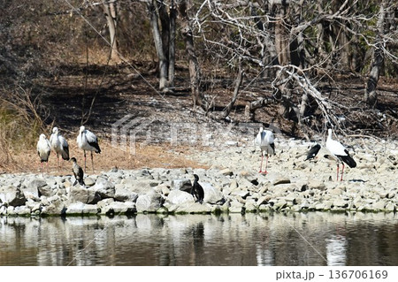 伊丹市昆陽池公園へ「幸せを運ぶ鳥」コウノトリ大量飛来 136706169
