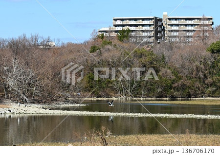 伊丹市昆陽池公園へ「幸せを運ぶ鳥」コウノトリ大量飛来 136706170