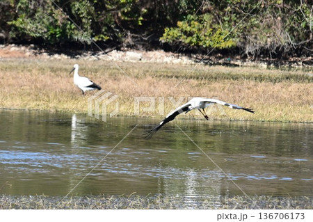 伊丹市昆陽池公園へ「幸せを運ぶ鳥」コウノトリ大量飛来 136706173
