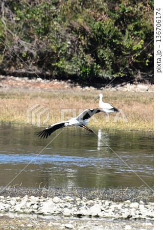 伊丹市昆陽池公園へ「幸せを運ぶ鳥」コウノトリ大量飛来 136706174