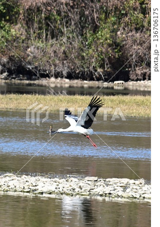 伊丹市昆陽池公園へ「幸せを運ぶ鳥」コウノトリ大量飛来 136706175