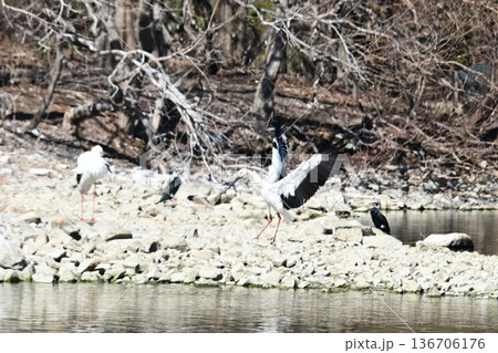 伊丹市昆陽池公園へ「幸せを運ぶ鳥」コウノトリ大量飛来 136706176
