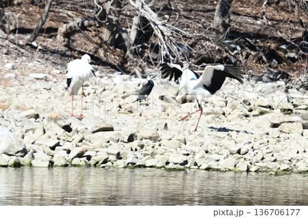伊丹市昆陽池公園へ「幸せを運ぶ鳥」コウノトリ大量飛来 136706177