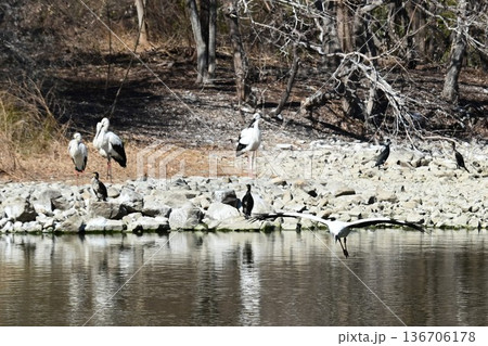 伊丹市昆陽池公園へ「幸せを運ぶ鳥」コウノトリ大量飛来 136706178