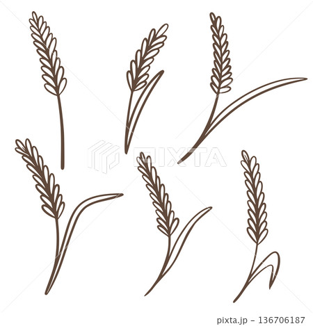 Spikelets of cereal crops set in doodle sketch style 136706187
