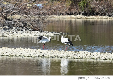 伊丹市昆陽池公園へ「幸せを運ぶ鳥」コウノトリ大量飛来 伊丹市昆陽池公園へ「幸せを運ぶ鳥」コウノトリ大量飛来 136706280