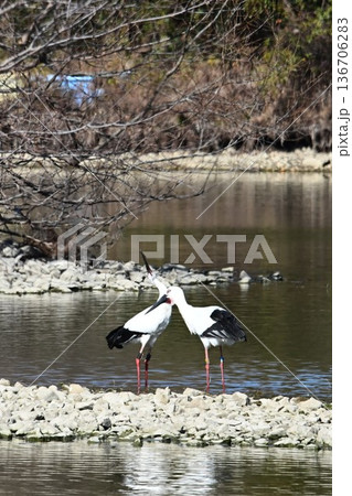 伊丹市昆陽池公園へ「幸せを運ぶ鳥」コウノトリ大量飛来 136706283