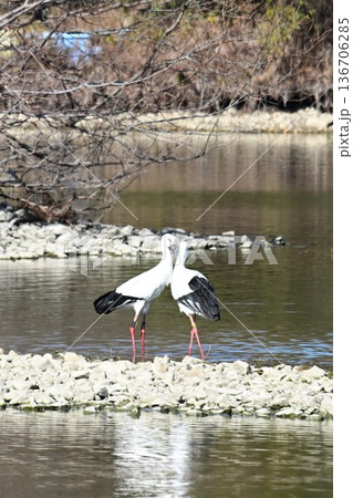 伊丹市昆陽池公園へ「幸せを運ぶ鳥」コウノトリ大量飛来 136706285