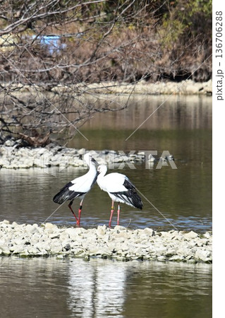 伊丹市昆陽池公園へ「幸せを運ぶ鳥」コウノトリ大量飛来 136706288