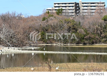 伊丹市昆陽池公園へ「幸せを運ぶ鳥」コウノトリ大量飛来 136706291