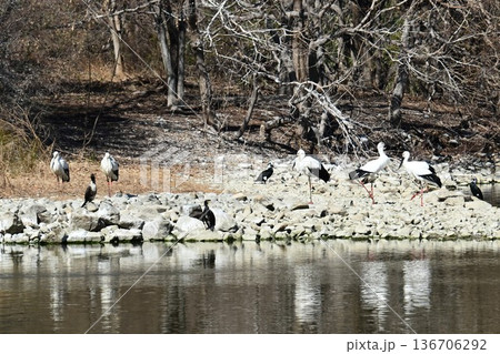 伊丹市昆陽池公園へ「幸せを運ぶ鳥」コウノトリ大量飛来 136706292