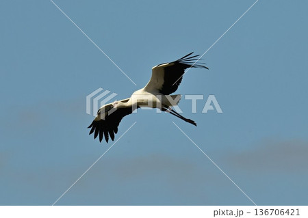伊丹市昆陽池公園へ「幸せを運ぶ鳥」コウノトリ大量飛来 136706421