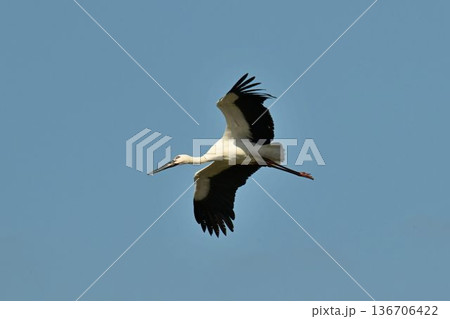 伊丹市昆陽池公園へ「幸せを運ぶ鳥」コウノトリ大量飛来 136706422