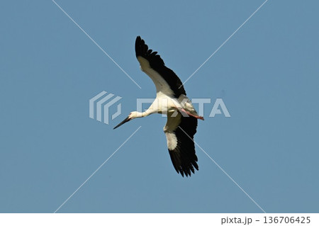 伊丹市昆陽池公園へ「幸せを運ぶ鳥」コウノトリ大量飛来 136706425