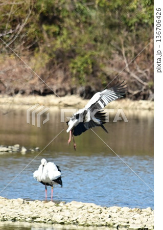 伊丹市昆陽池公園へ「幸せを運ぶ鳥」コウノトリ大量飛来 136706426
