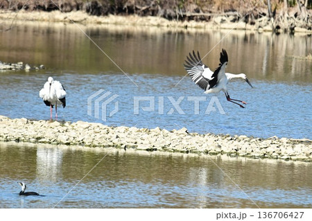 伊丹市昆陽池公園へ「幸せを運ぶ鳥」コウノトリ大量飛来 伊丹市昆陽池公園へ「幸せを運ぶ鳥」コウノトリ大量飛来 136706427