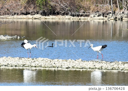 伊丹市昆陽池公園へ「幸せを運ぶ鳥」コウノトリ大量飛来 136706428