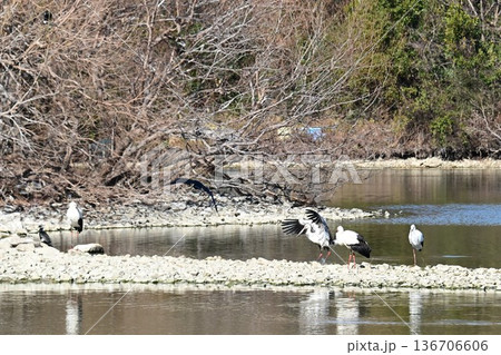 伊丹市昆陽池公園へ「幸せを運ぶ鳥」コウノトリ大量飛来 136706606