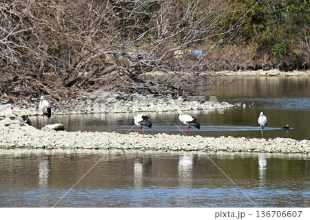 伊丹市昆陽池公園へ「幸せを運ぶ鳥」コウノトリ大量飛来 136706607