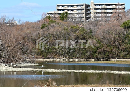伊丹市昆陽池公園へ「幸せを運ぶ鳥」コウノトリ大量飛来 136706609