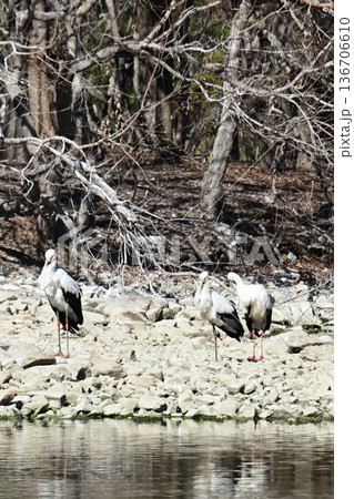 伊丹市昆陽池公園へ「幸せを運ぶ鳥」コウノトリ大量飛来 136706610