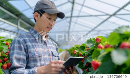 ビニールハウスでタブレット端末を使いイチゴの生育を管理する若い男性農家 136706649