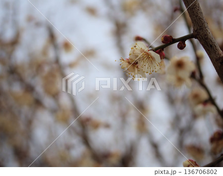 曇り空の2月に美しく咲いた白い梅の花「冬至（トウジ）」 136706802