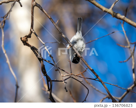 ハシブトガラ 136706823