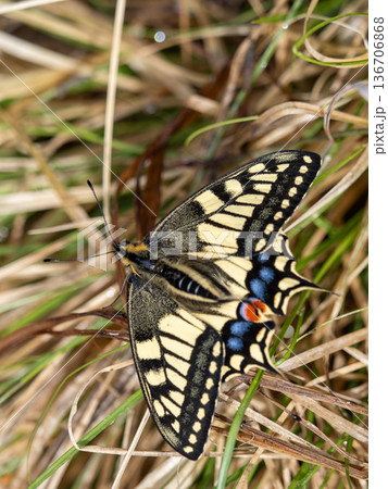 キアゲハ キアゲハ 136706868