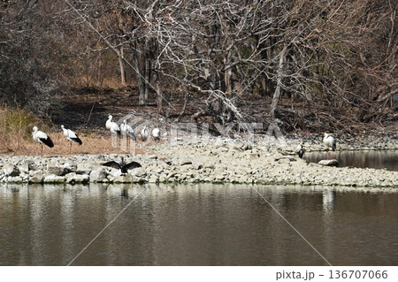 伊丹市昆陽池公園へ「幸せを運ぶ鳥」コウノトリ大量飛来 136707066