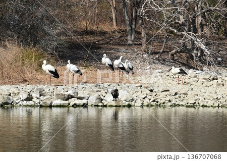 伊丹市昆陽池公園へ「幸せを運ぶ鳥」コウノトリ大量飛来 伊丹市昆陽池公園へ「幸せを運ぶ鳥」コウノトリ大量飛来 136707068