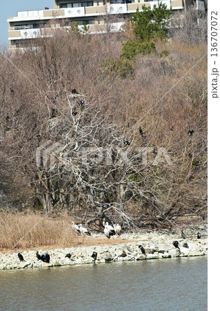 伊丹市昆陽池公園へ「幸せを運ぶ鳥」コウノトリ大量飛来 136707072
