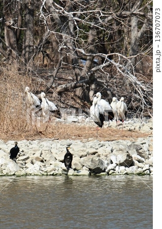 伊丹市昆陽池公園へ「幸せを運ぶ鳥」コウノトリ大量飛来 伊丹市昆陽池公園へ「幸せを運ぶ鳥」コウノトリ大量飛来 136707073