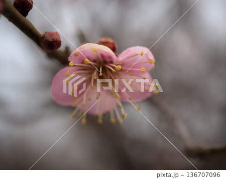 曇った2月に咲いた紅い梅の花「道知辺（ミチシルベ）」 136707096