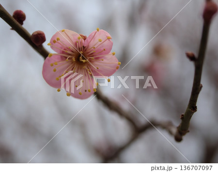 曇った2月に咲いた紅い梅の花「道知辺（ミチシルベ）」 136707097