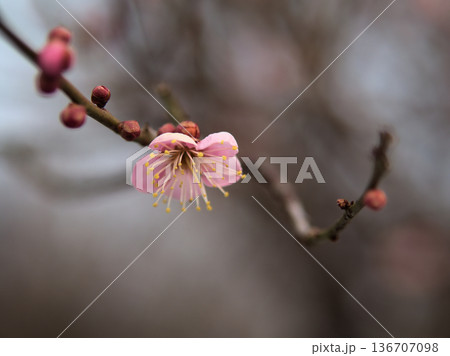 曇った2月に咲いた紅い梅の花「道知辺（ミチシルベ）」 136707098